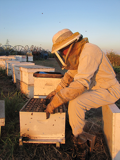 Beekeeper Treating Hives