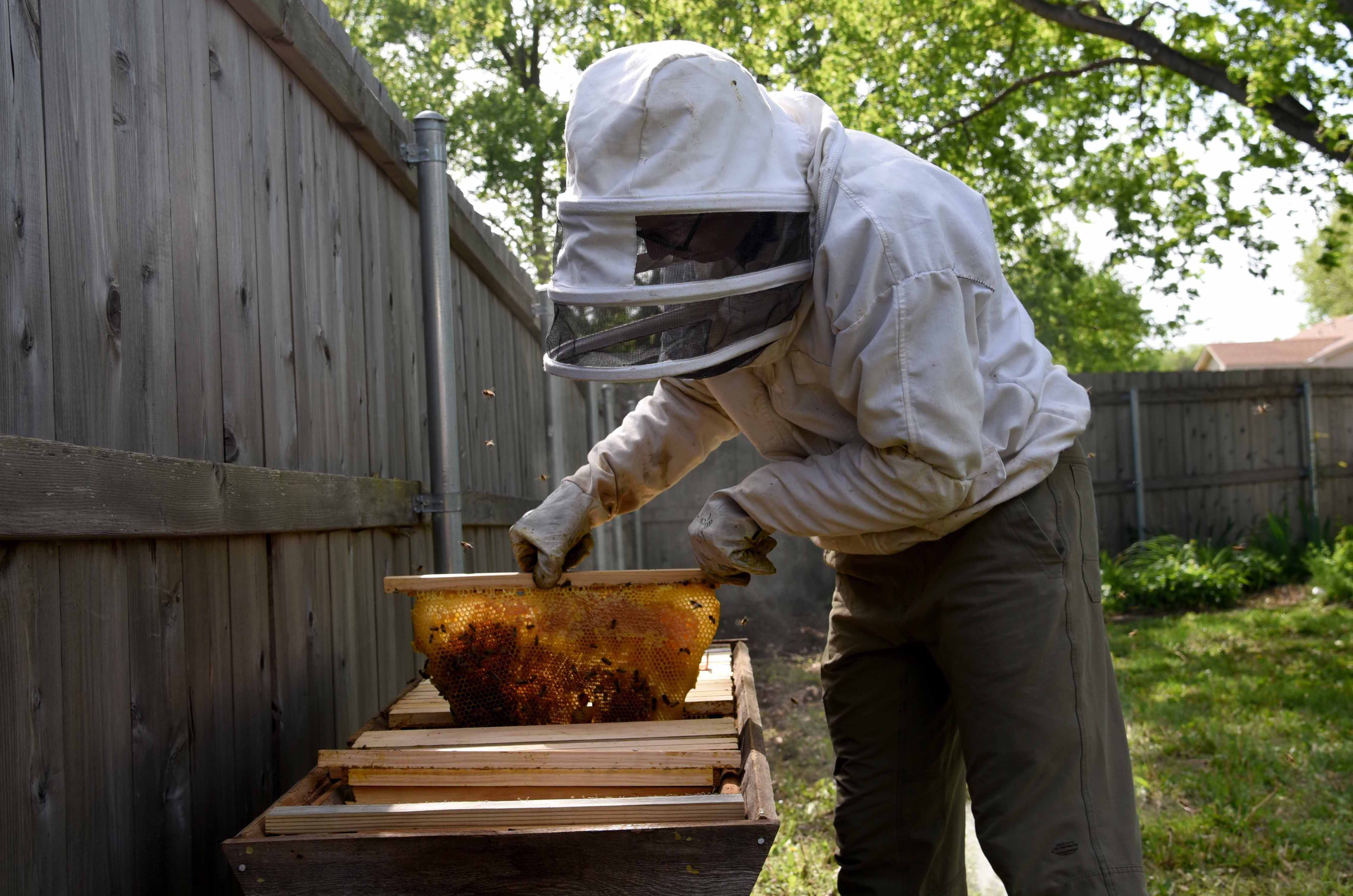Beekeeper checking frames