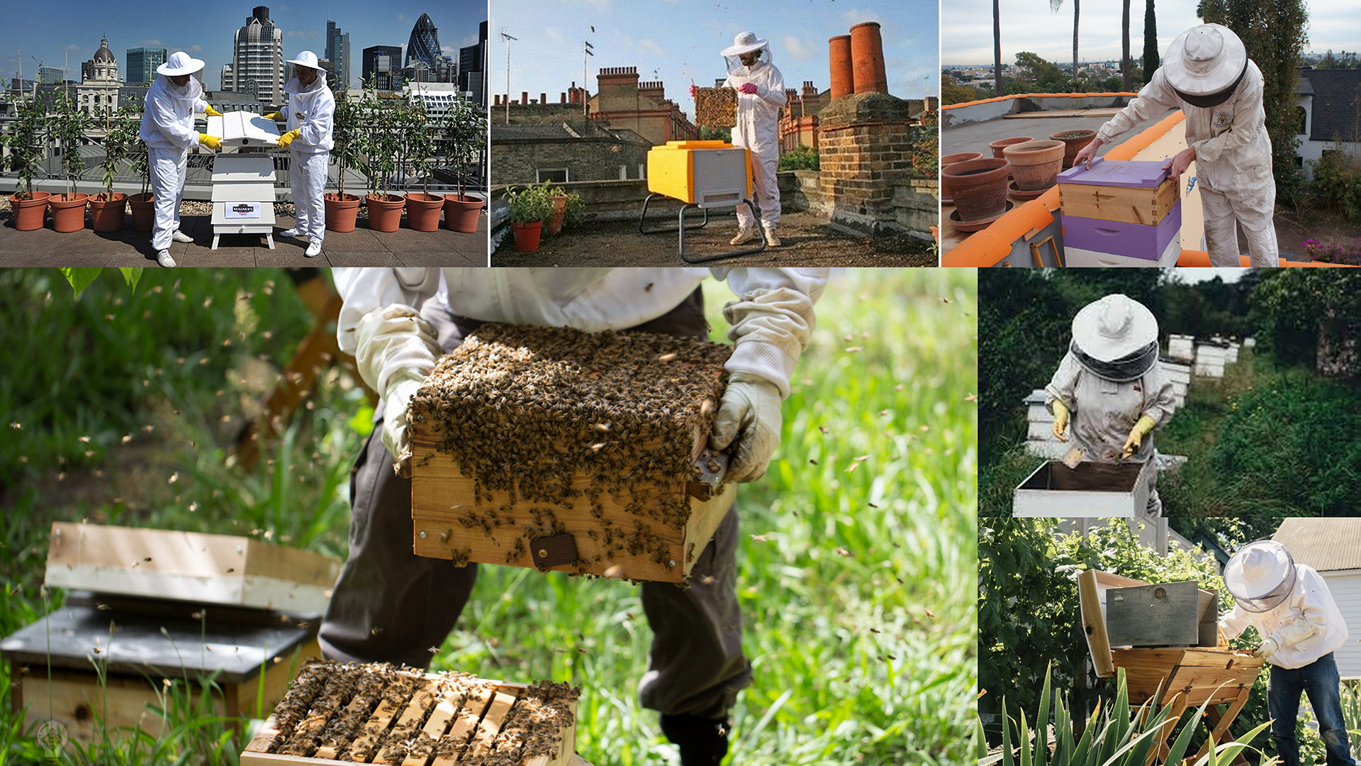 Beekeeping Collage