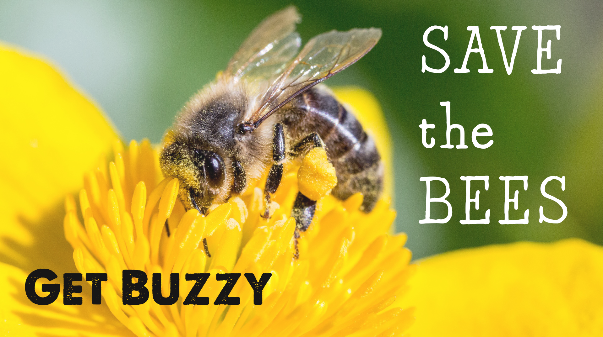 Save the Bees... Get Buzzy