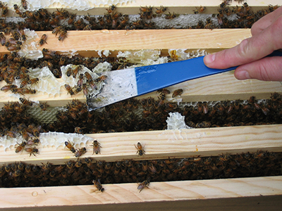 Cleaning Frames with a Hive Tool