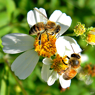 Bees on flower
