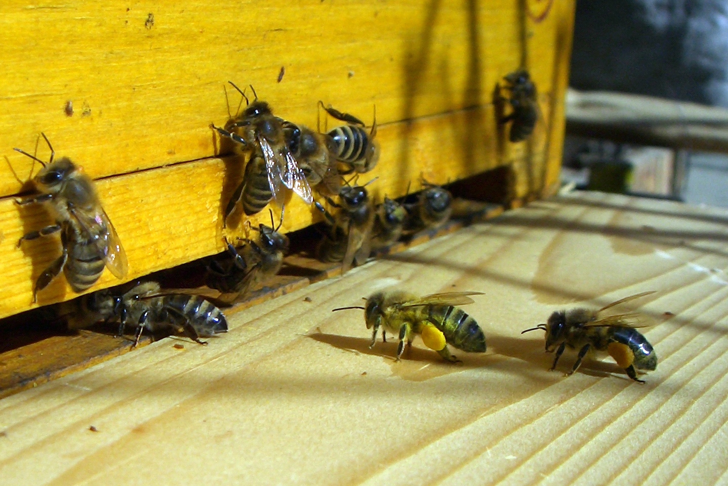 Bees Returning Back to Their Hive
