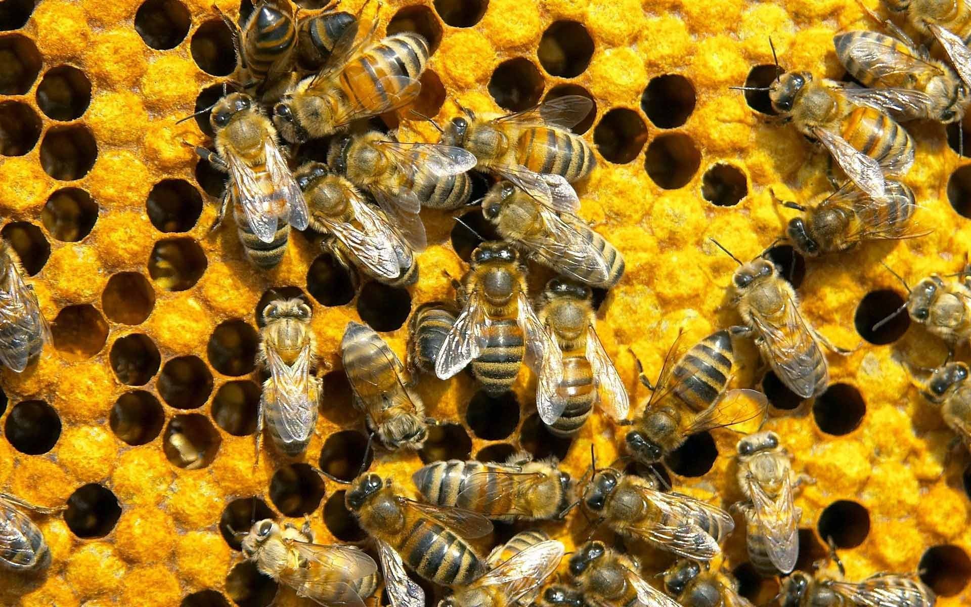 Beekeeper checking frames