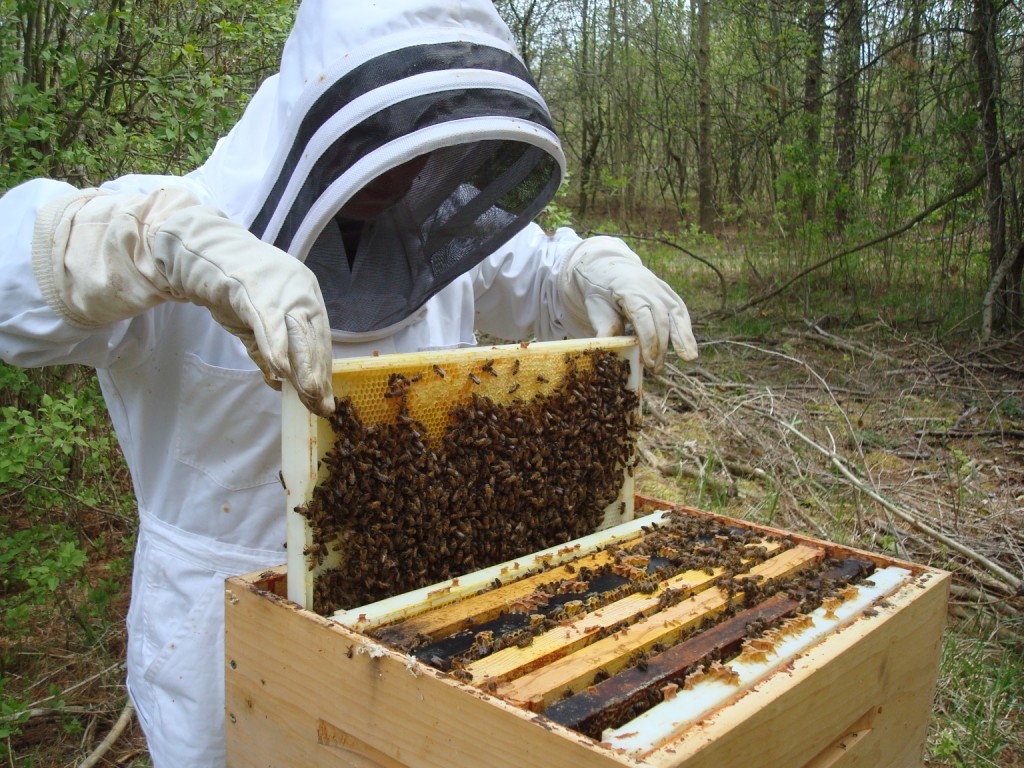 Beekeeper inspecting a hive