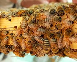 Bees