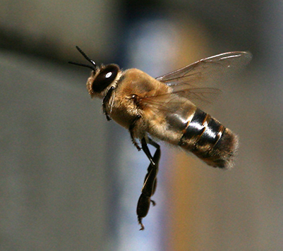 Drone bee flying home