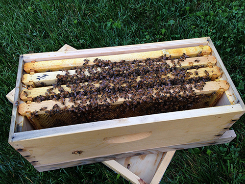 Nuc of Bees