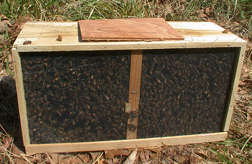 Package of Bees