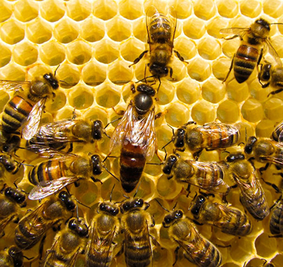 The queen bee and her workers