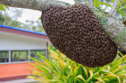 Bee Swarm