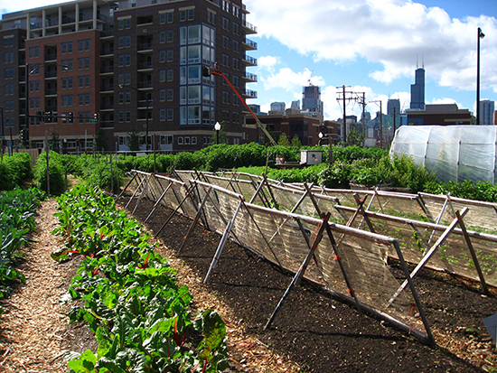 Urban Beekeeping