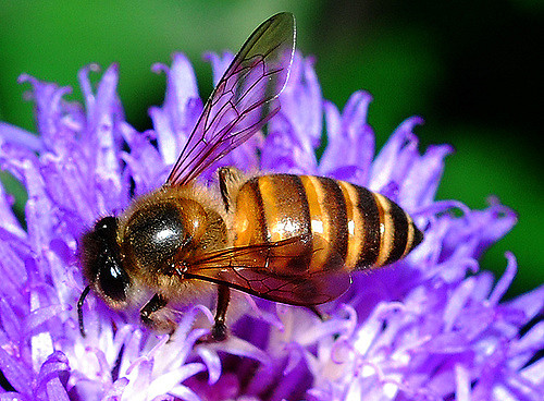 Worker bee foraging for nectar on a flower